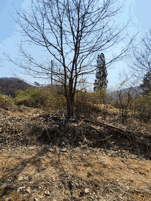 충청북도 충주시 소태면 오량리 54 전 경매 사진 21