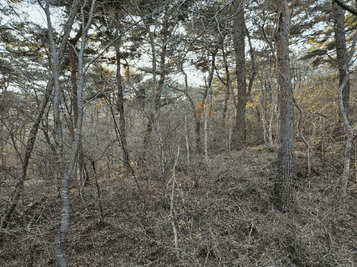 충청남도 태안군 원북면 장대리 560-3 임야 경매 사진 27