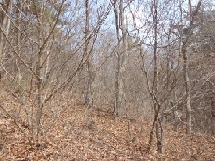 충청남도 태안군 원북면 장대리 560-3 임야 경매 사진 22