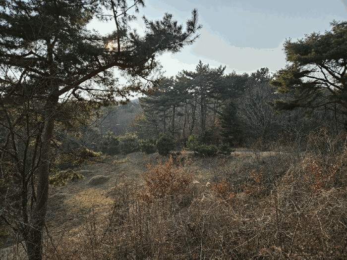 충청남도 태안군 원북면 장대리 560-3 임야 경매 사진 25
