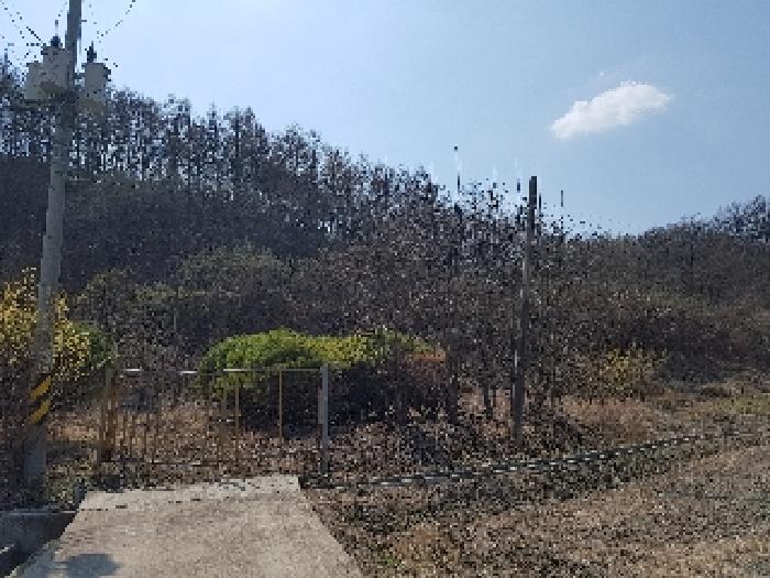 경상북도 의성군 금성면 청로리 465 외 1필지 전 경매 사진 1