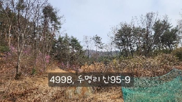 부산광역시 기장군 정관읍 두명리 산95-9 임야 경매 사진 59