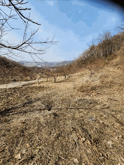 충청북도 음성군 감곡면 사곡리 224-1 외 13필지 답 경매 사진 12