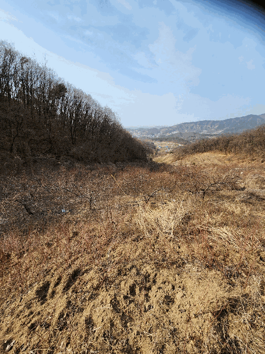충청북도 음성군 감곡면 사곡리 224-1 외 13필지 답 경매 사진 8