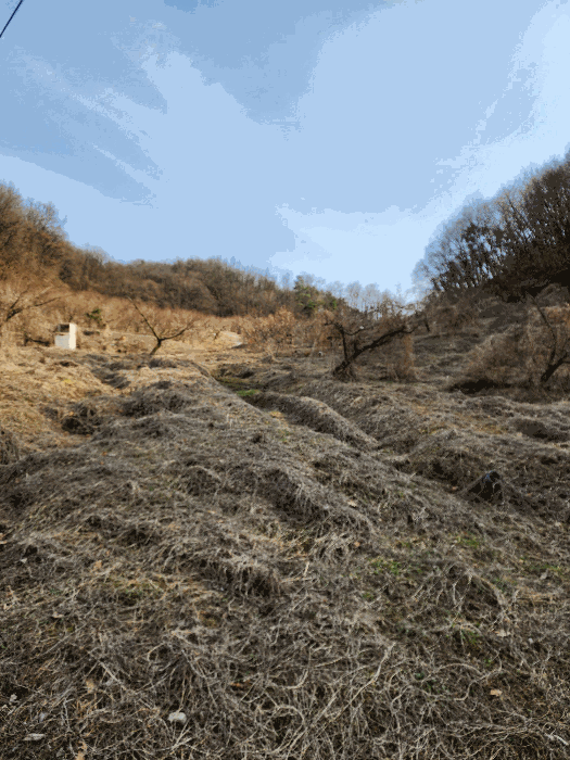 충청북도 음성군 감곡면 사곡리 224-1 외 13필지 답 경매 사진 10