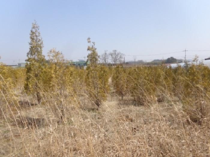 충청남도 태안군 소원면 시목리 474-4 전 경매 사진 2