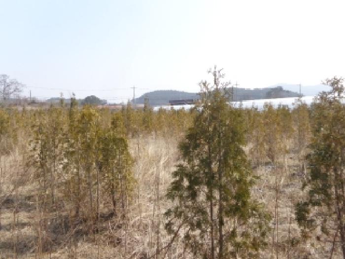 충청남도 태안군 소원면 시목리 474-4 전 경매 사진 3