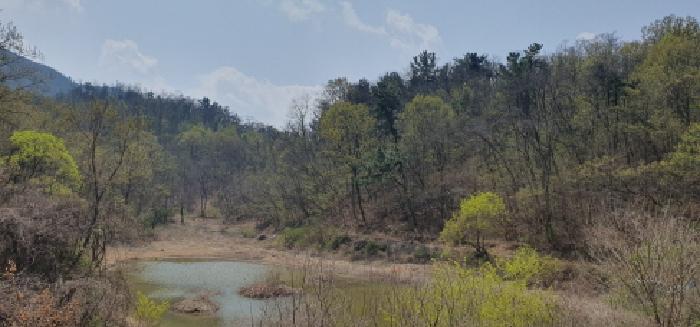 경상북도 경산시 진량읍 현내리 산116 임야 경매 사진 12