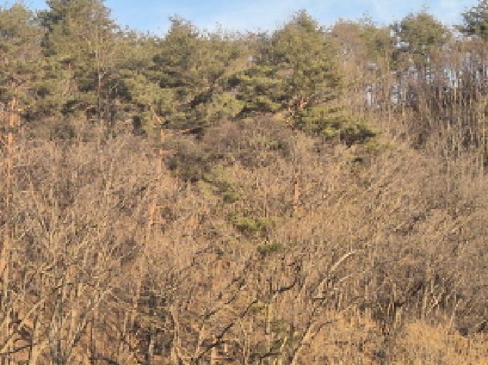 경상북도 영양군 청기면 저리 산77 임야 경매 사진 7