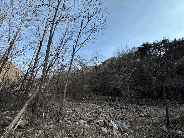 경상북도 영양군 청기면 저리 산77 임야 경매 사진 8