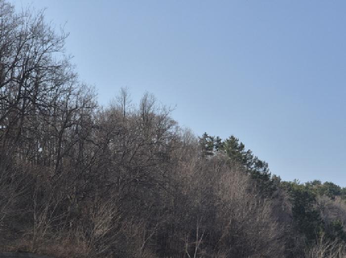 경상북도 영덕군 영덕읍 화수리 산188-1 임야 경매 사진 9