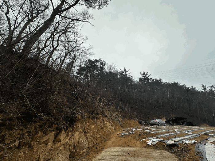 경상북도 영덕군 영덕읍 화수리 산188-1 임야 경매 사진 11
