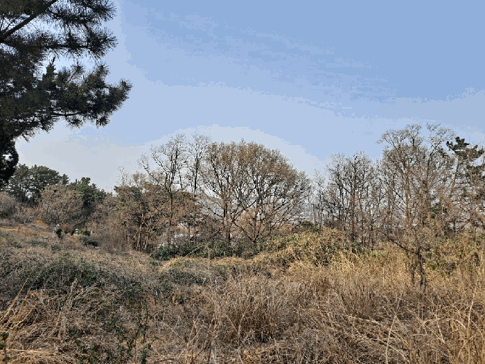 경상북도 포항시 남구 연일읍 중명리 810 임야 경매 사진 13