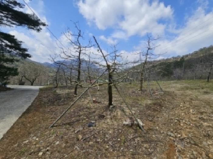 충청북도 단양군 단성면 가산리 9-1 외 1필지 전 경매 사진 7