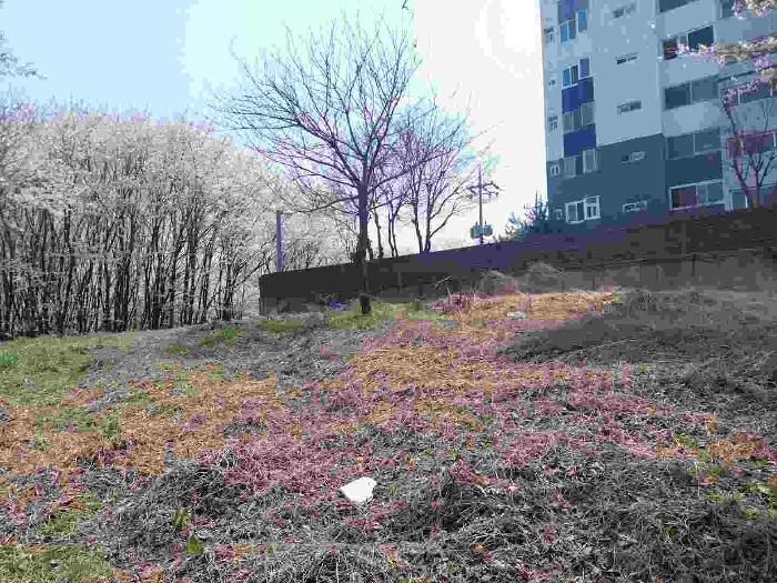 충청남도 천안시 서북구 직산읍 삼은리 59-4 외 11필지 과수원 경매 사진 13