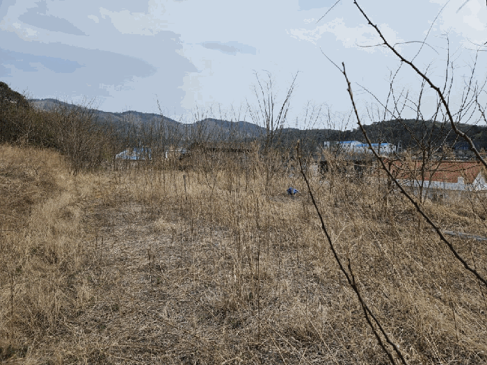 경상북도 칠곡군 왜관읍 삼청리 107-19 외 1필지 과수원 경매 사진 4