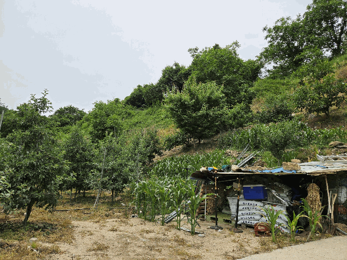 경상북도 영주시 봉현면 두산리 946-1 외 1필지 답 경매 사진 9