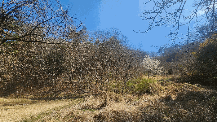 경상남도 진주시 금곡면 가봉리 산34 임야 경매 사진 4