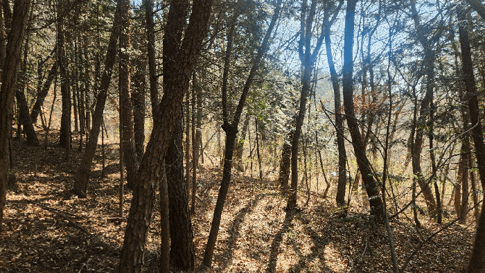경상남도 진주시 금곡면 가봉리 산34 임야 경매 사진 5