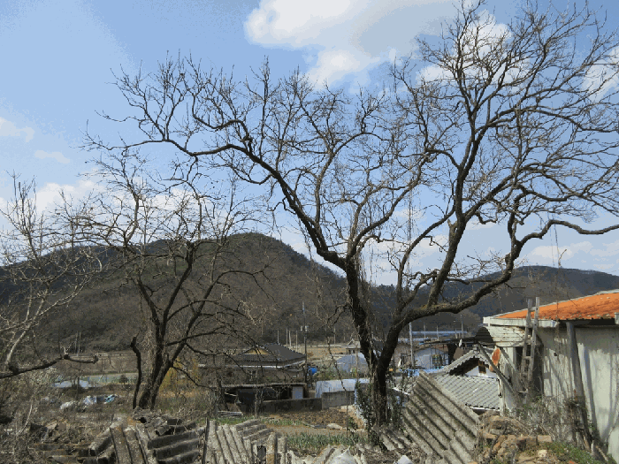 전라남도 화순군 한천면 한계리 287 전 경매 사진 10
