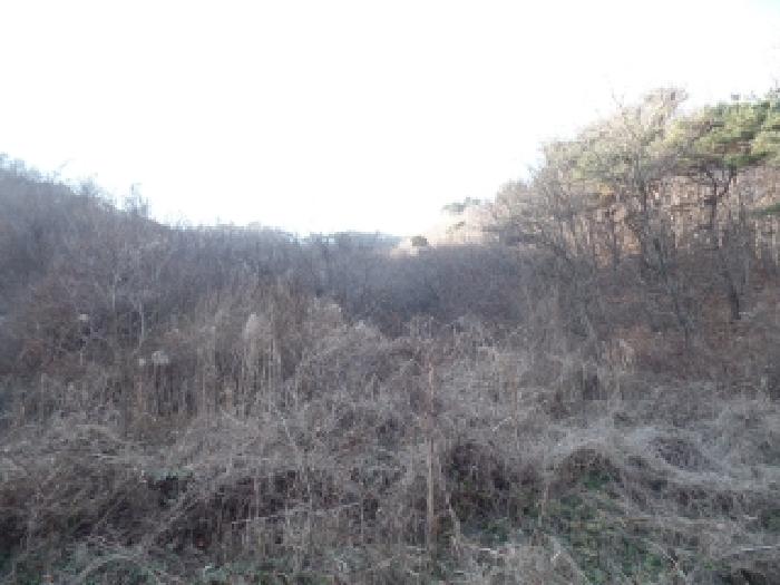 충청남도 논산시 벌곡면 한삼천리 395-6 외 3필지 임야 경매 사진 4