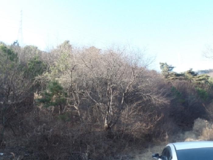 충청남도 논산시 벌곡면 한삼천리 395-6 외 3필지 임야 경매 사진 5