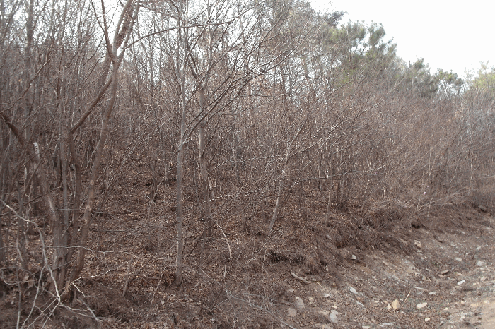 충청남도 논산시 벌곡면 한삼천리 395-6 외 3필지 임야 경매 사진 6