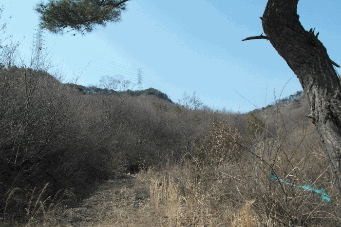 충청남도 논산시 벌곡면 한삼천리 395-6 외 3필지 임야 경매 사진 8