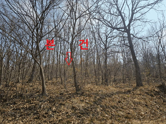 경상북도 칠곡군 가산면 석우리 산100 임야 경매 사진 9