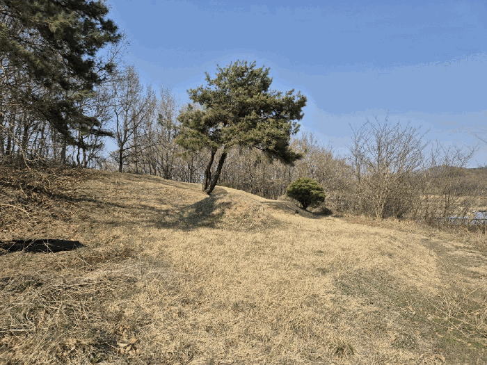 경상북도 예천군 용궁면 대은리 산103 임야 경매 사진 26