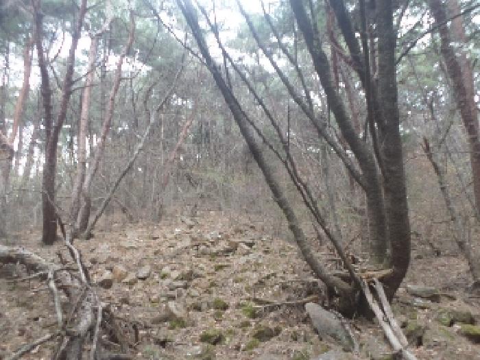 전북특별자치도 완주군 봉동읍 은하리 산110 임야 경매 사진 8