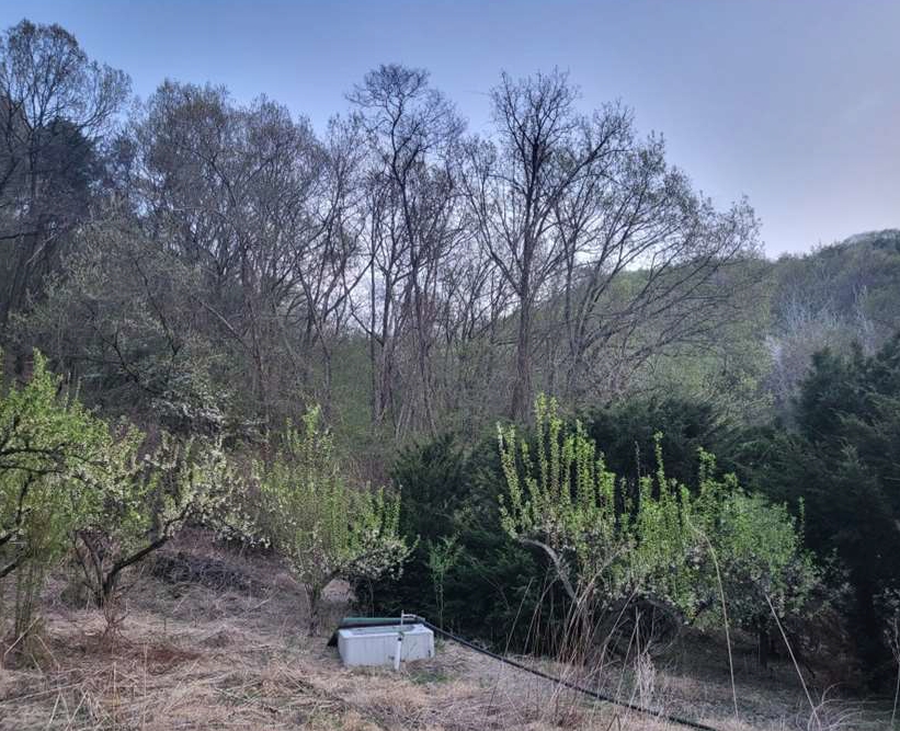 충청북도 충주시 앙성면 조천리 산39-10 임야 경매 사진 1
