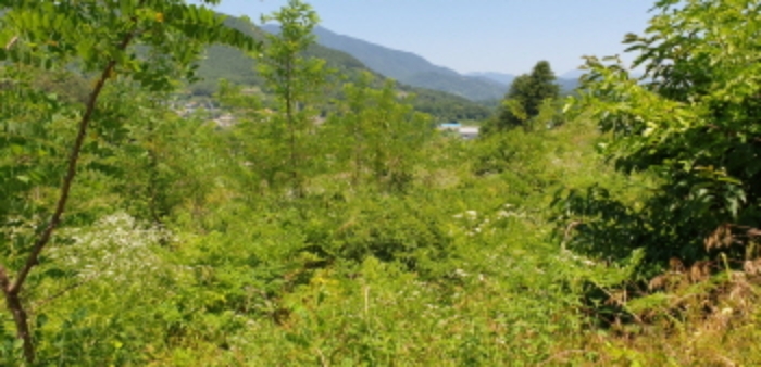 경상남도 합천군 묘산면 관기리 산85-3 외 7필지 임야 경매 사진 13