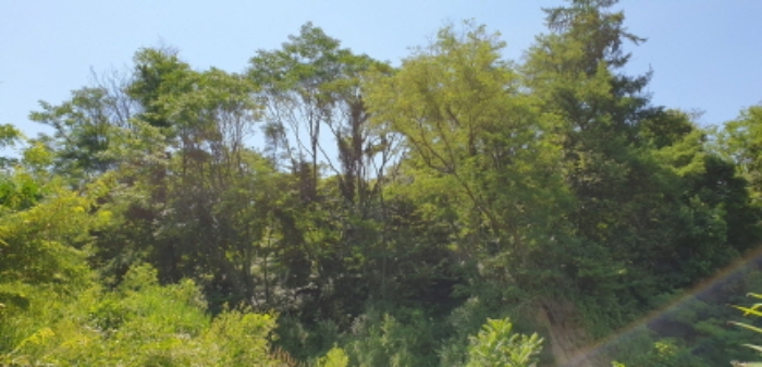 경상남도 합천군 묘산면 관기리 산85-3 외 7필지 임야 경매 사진 15
