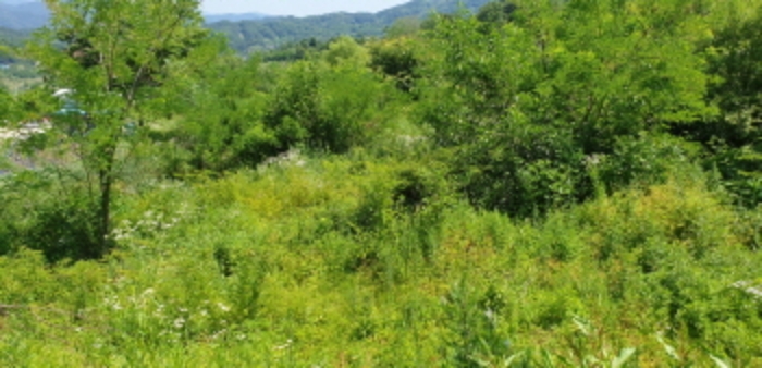 경상남도 합천군 묘산면 관기리 산85-3 외 7필지 임야 경매 사진 16