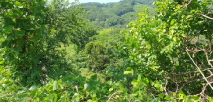 경상남도 합천군 묘산면 관기리 산85-3 외 7필지 임야 경매 사진 25