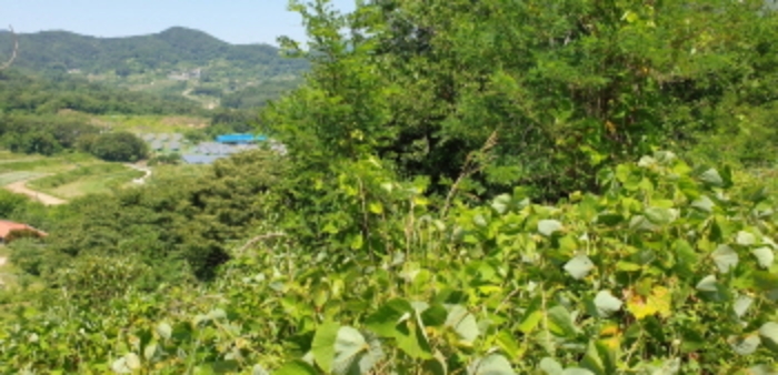 경상남도 합천군 묘산면 관기리 산85-3 외 7필지 임야 경매 사진 26