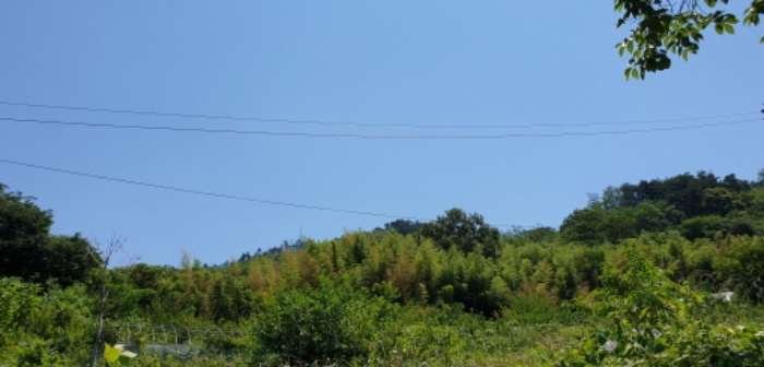 경상남도 합천군 묘산면 관기리 산85-3 외 7필지 임야 경매 사진 27