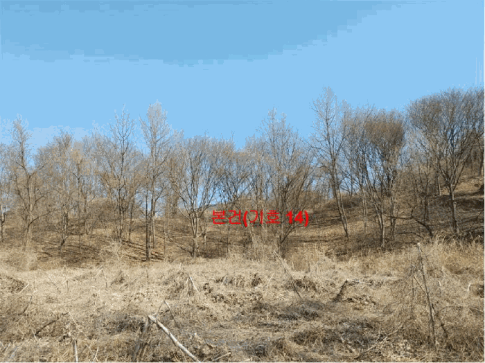 경상남도 합천군 묘산면 관기리 산85-3 외 7필지 임야 경매 사진 49