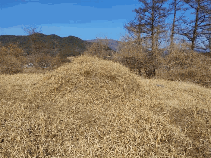경상남도 합천군 묘산면 관기리 산85-3 외 7필지 임야 경매 사진 52