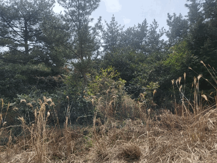 제주특별자치도 서귀포시 표선면 하천리 2044 외 3필지 임야 경매 사진 13