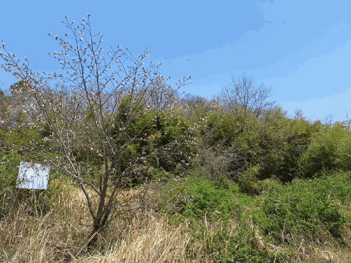 전라남도 장흥군 장동면 북교리 451 외 1필지 답 경매 사진 10