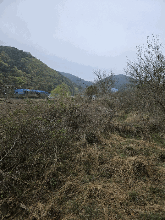 경상남도 함안군 함안면 강명리 513 답 경매 사진 25