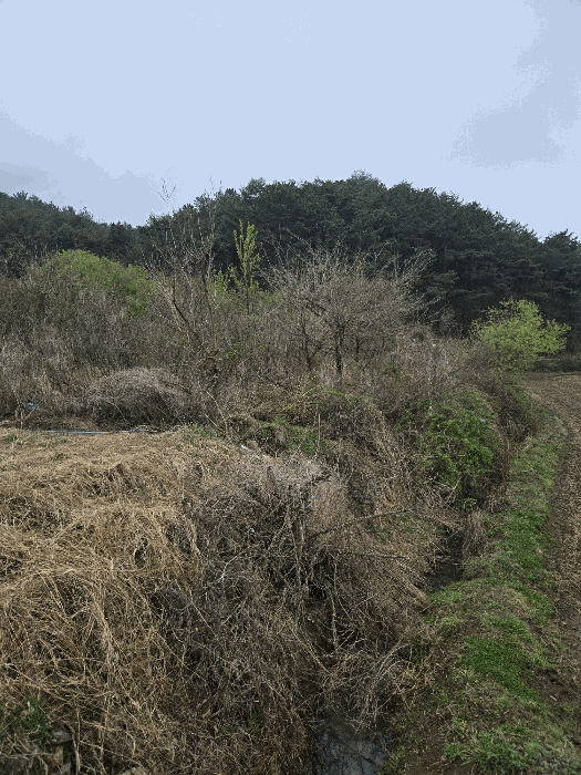 경상남도 함안군 함안면 강명리 513 답 경매 사진 21