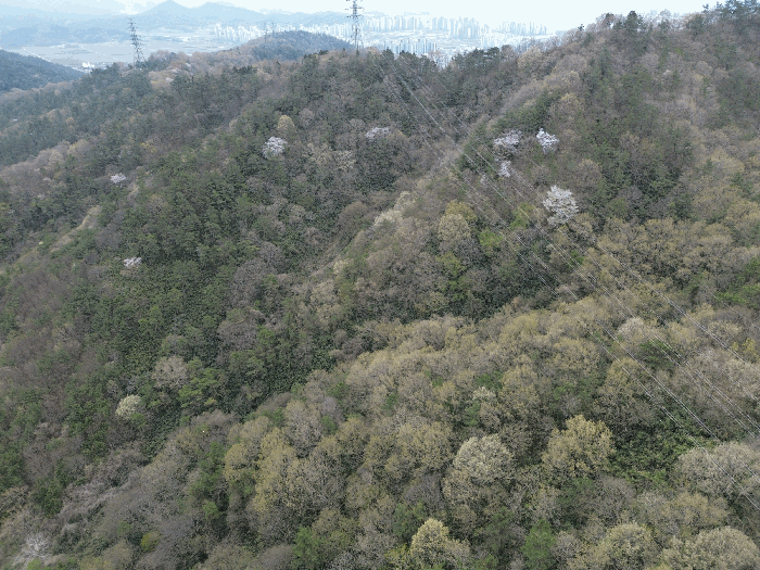 전라남도 무안군 삼향읍 용포리 산43-2 임야 경매 사진 10
