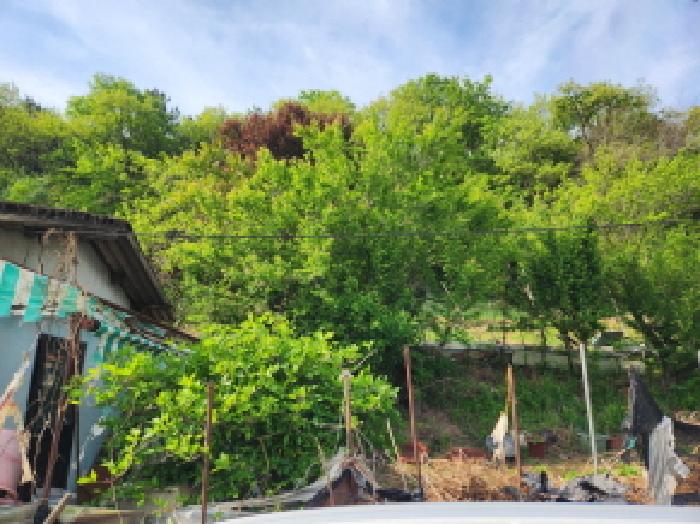 대구광역시 북구 복현동 산13 외 1필지 임야 경매 사진 11