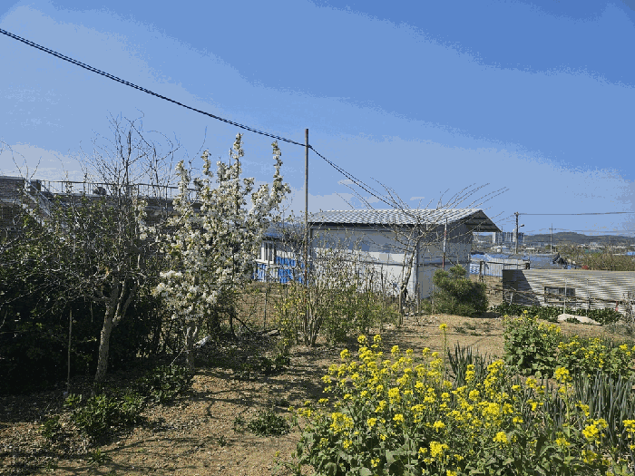 경상북도 영천시 금호읍 삼호리 262-1 외 3필지 동물및식물관련시설 경매 사진 25