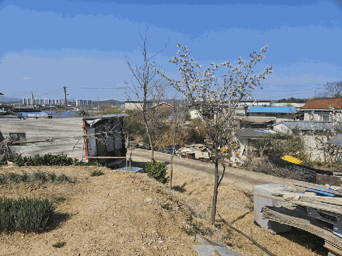 경상북도 영천시 금호읍 삼호리 262-1 외 3필지 동물및식물관련시설 경매 사진 37