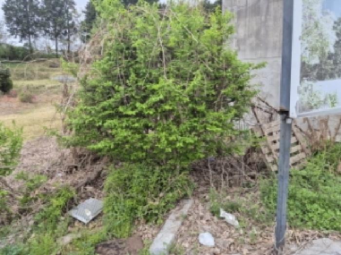 전라남도 나주시 금천면 촌곡리 605 외 5필지 대지 경매 사진 14