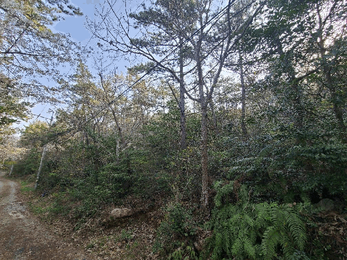 전라남도 해남군 송지면 송호리 산39-3 임야 경매 사진 24